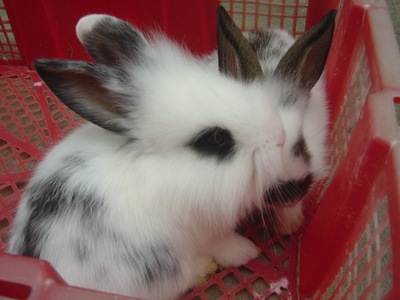 波兰兔-波兰兔是不是侏儒兔