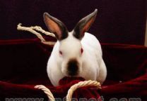 波兰兔-波兰兔是不是侏儒兔-第2张图片-妙冉理财网