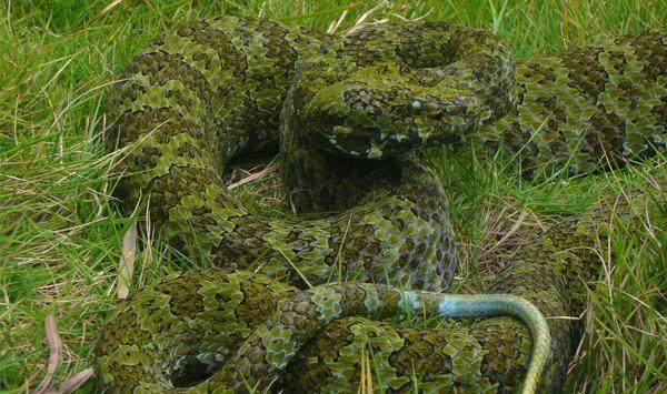 中国发现最大的蛇-猪为什么是蛇的天敌